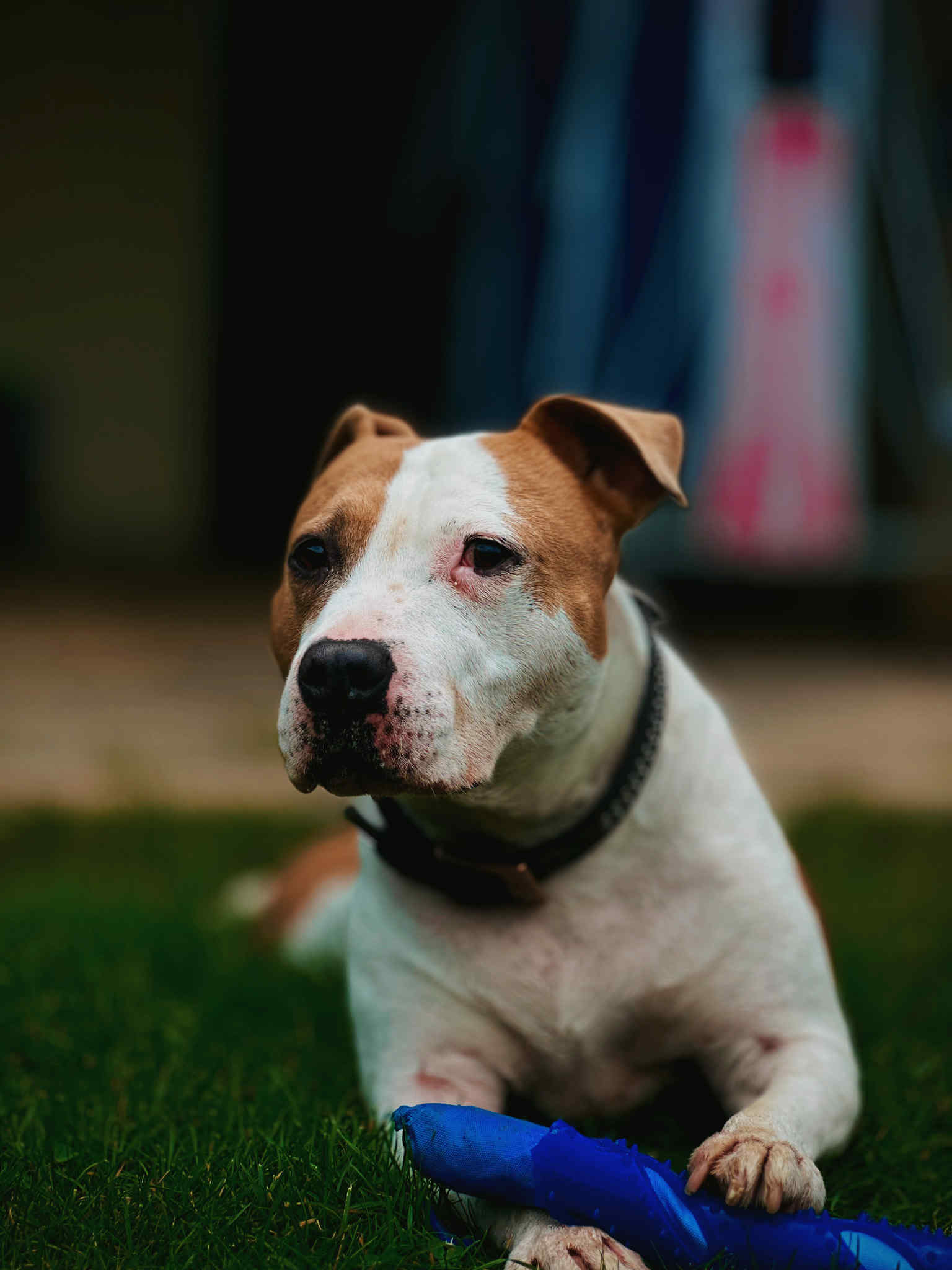 Lire la suite à propos de l’article Un vrai combat pour MILKA – Femelle Staffordshire Terrier Américain – 3 ans d’attente