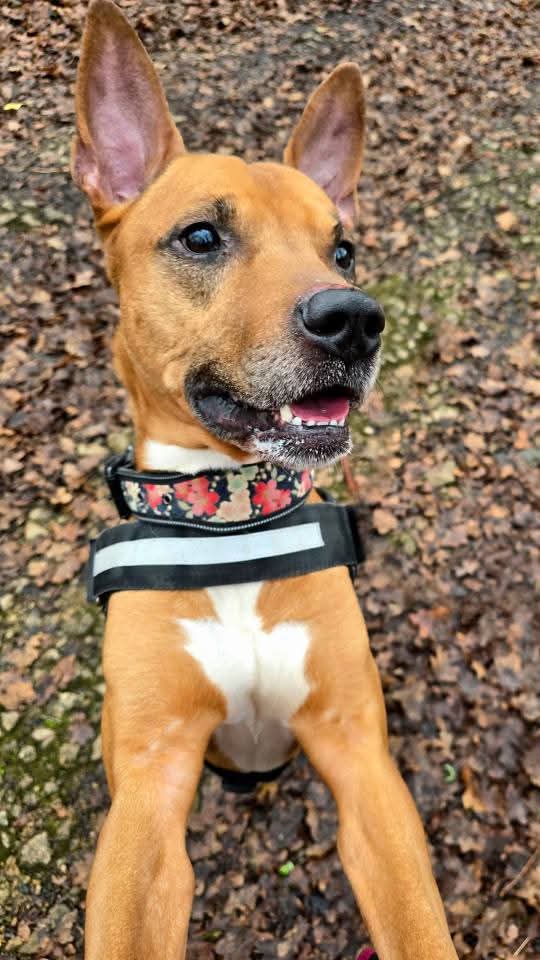 Lire la suite à propos de l’article MICKEY – Mâle Croisé Labrador/Malinois – Né 01/11/2016