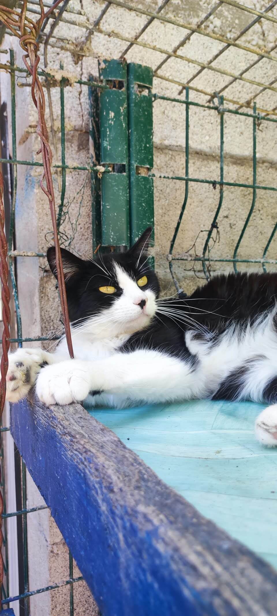 Lire la suite à propos de l’article POUSSY (Bébé) Femelle blanche et noire née en Septembre 2021