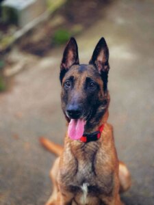 Lire la suite à propos de l’article LAIKO, Mâle B.Belge Malinois Né le 16/12/2019