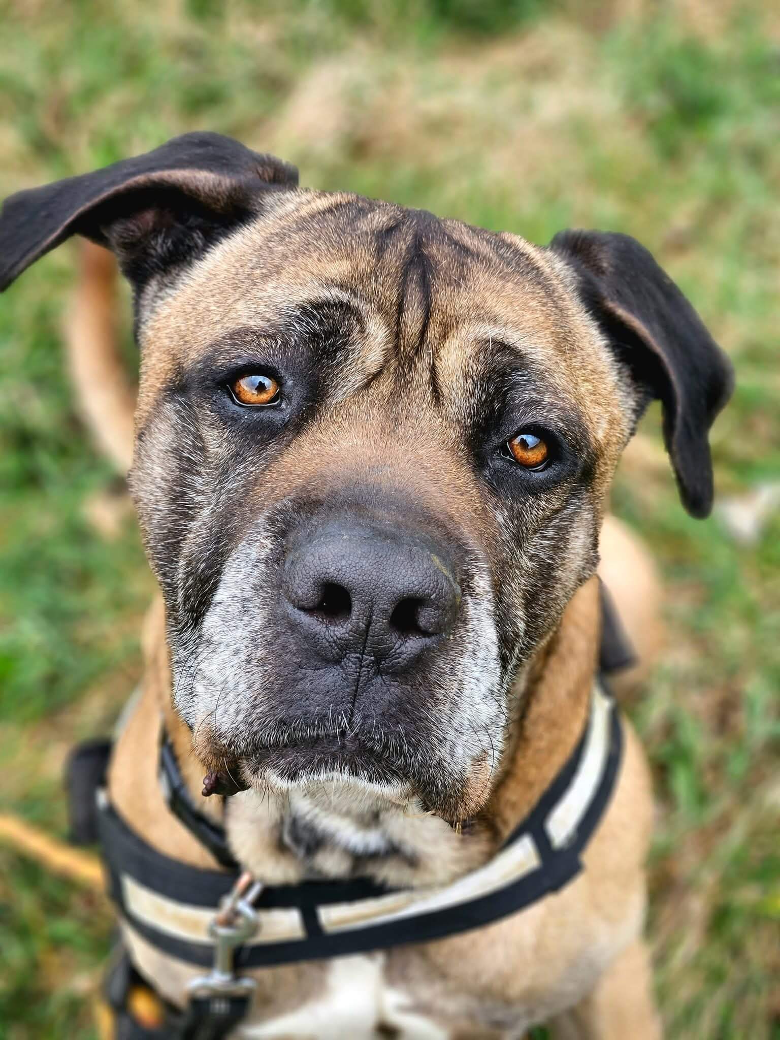 Lire la suite à propos de l’article 😥 Retour au refuge pour notre beau Loki 😥Mâle Cane Corso né en 2019
