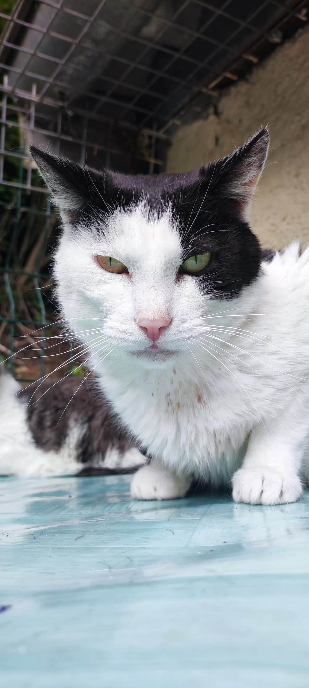 Lire la suite à propos de l’article 🆘💔 Adoption SOS en don libre 💔🆘 HELLBOY 5 ANS
