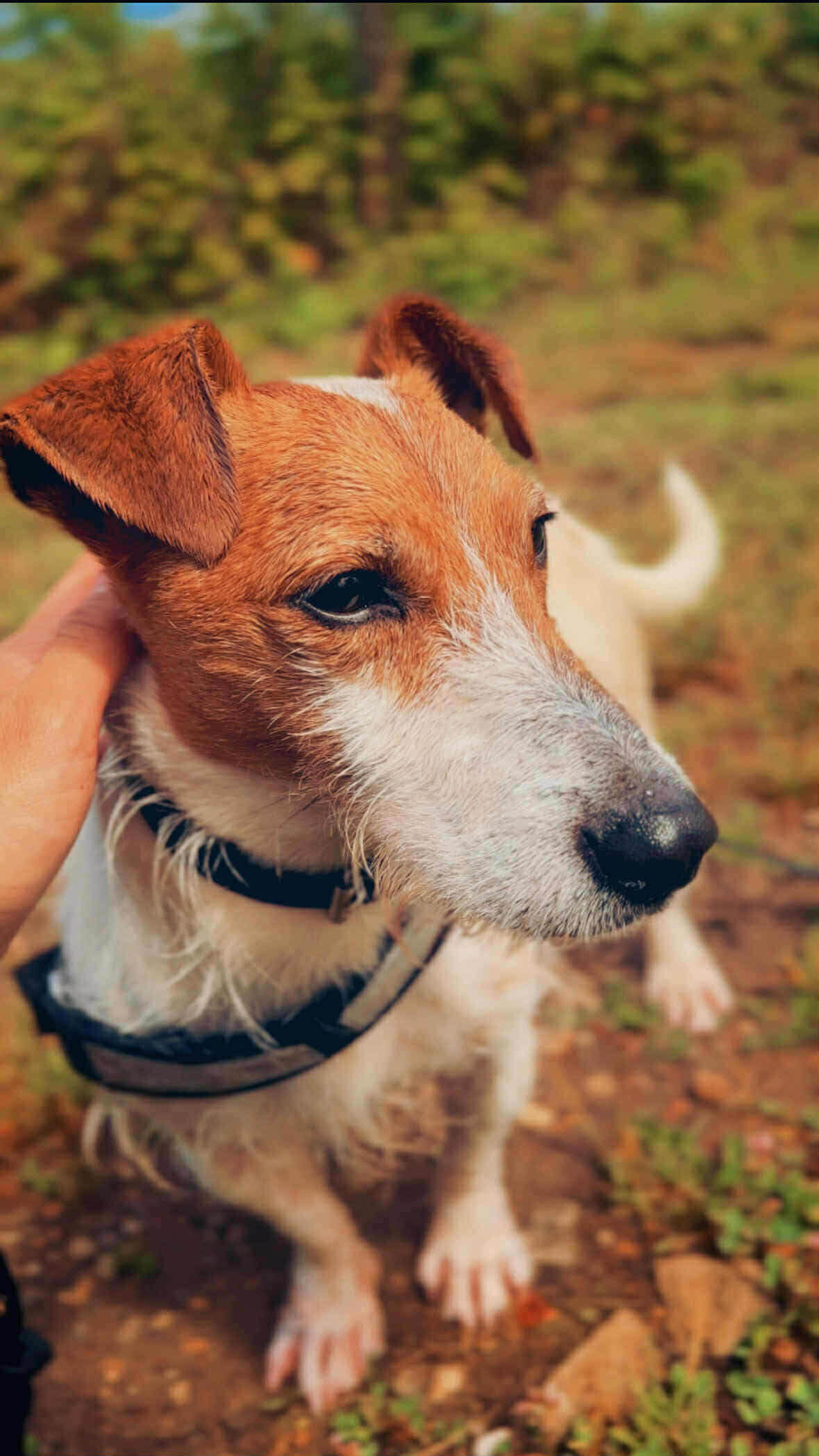 Lire la suite à propos de l’article SAIKO- Mâle jack Russell – Né en août 2022