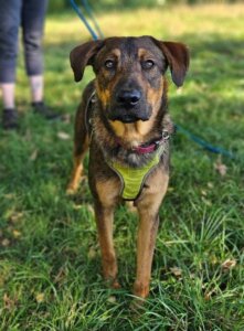 Lire la suite à propos de l’article AXEL, Mâle croisé Berger né en Janvier 2025