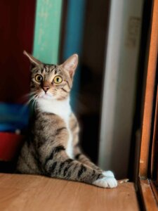 Lire la suite à propos de l’article GRIFFOUNE, Femelle 1 an