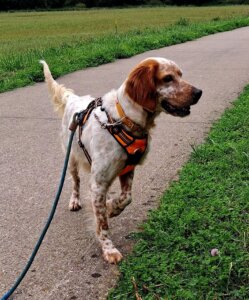 Lire la suite à propos de l’article LOLA, Femelle type Setter, née en 2020