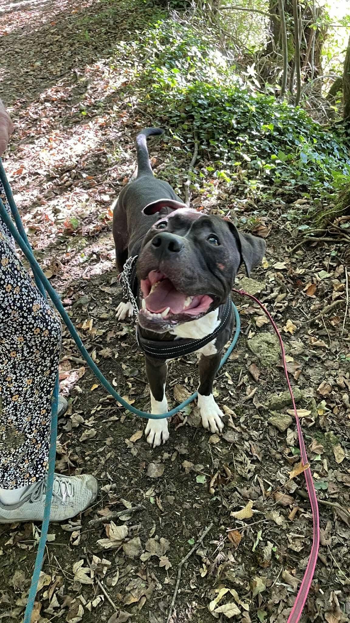 Lire la suite à propos de l’article RILEY, Mâle Américain Staffordshire Terrier de 5 ans.