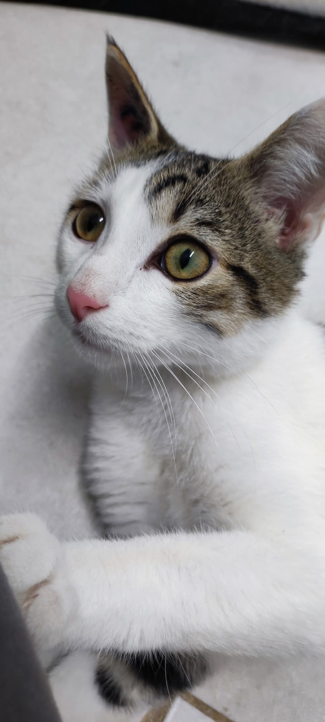 Lire la suite à propos de l’article FREDON, Mâle né en mai 2025