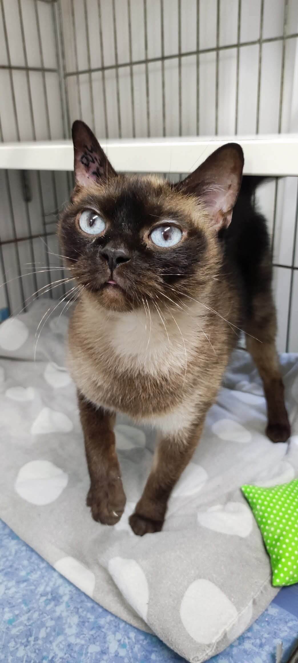 Lire la suite à propos de l’article Urgence pour Rosaline !