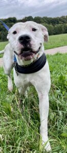 Lire la suite à propos de l’article ATHENA, Femelle Dogue 2 ans