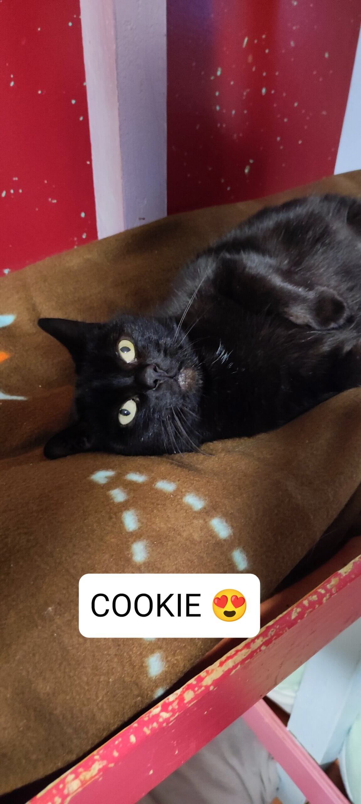 Lire la suite à propos de l’article COOKIE- femelle noire – née en octobre 2019