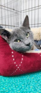 Lire la suite à propos de l’article Adoptables ensemble ou séparément : ALFIE & AMITY