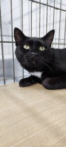 Lire la suite à propos de l’article MYSTIC – femelle noire – née en mai 2025