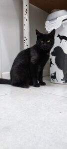 Lire la suite à propos de l’article ARCHIE, mâle noir, né en avril 2023