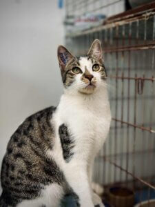 Lire la suite à propos de l’article KIKS, né en février 2025, mâle blanc et tigré