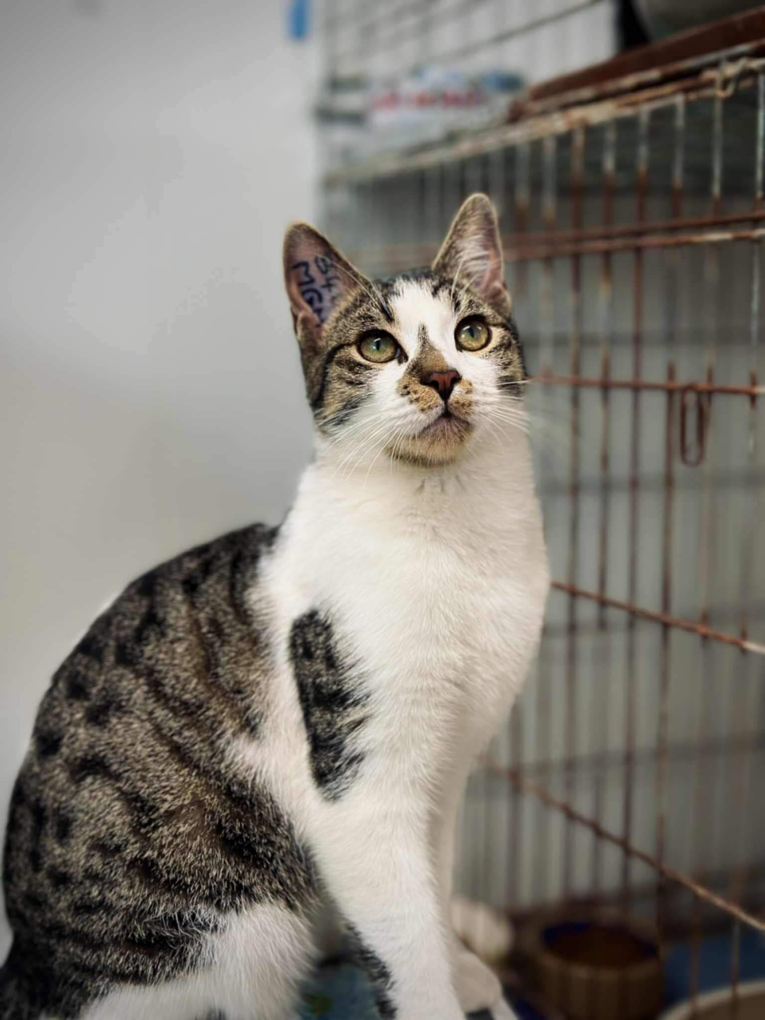 Lire la suite à propos de l’article KIKS, né en février 2025, mâle blanc et tigré