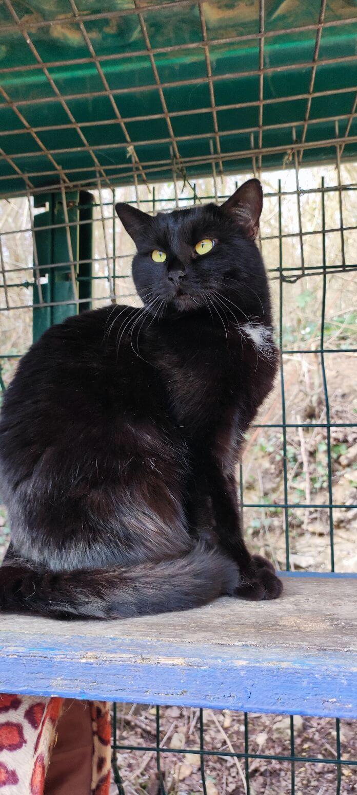 Lire la suite à propos de l’article CHANEL, Femelle Noire née en 2021