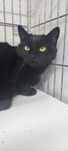 Lire la suite à propos de l’article CHANEL, Femelle Noire née en 2021