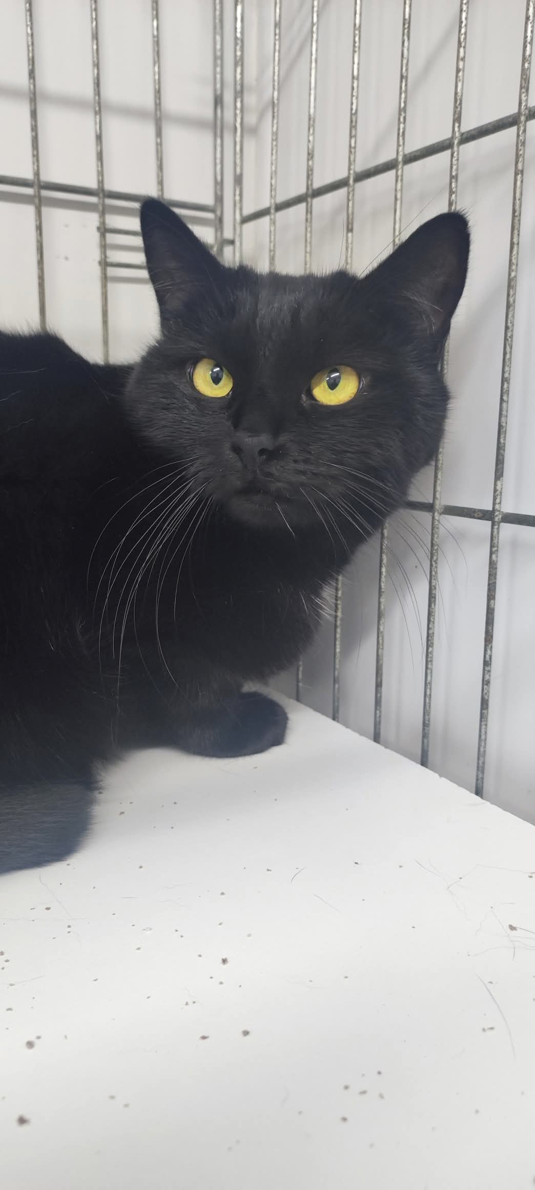 Lire la suite à propos de l’article CHANEL, Femelle Noire née en 2021