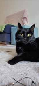 Lire la suite à propos de l’article FLARRY, Mâle Noir né en 2015