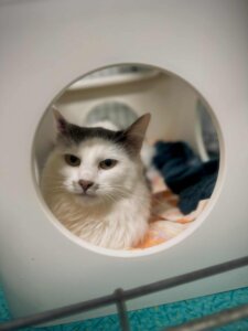 Lire la suite à propos de l’article OLYMPE, Femelle née en 2023