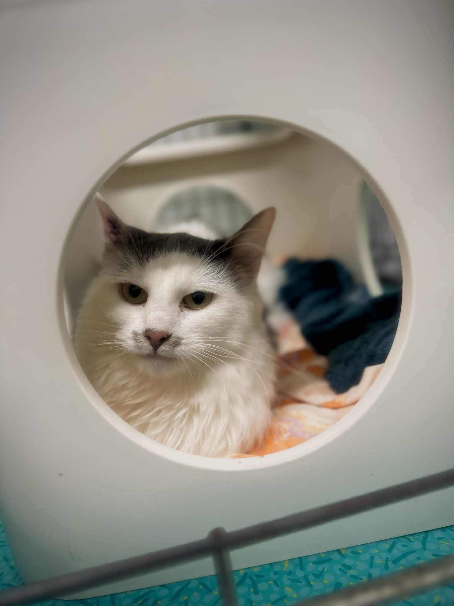 Lire la suite à propos de l’article OLYMPE, Femelle née en 2023