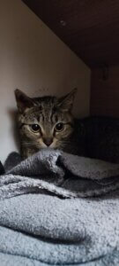 Lire la suite à propos de l’article PRALINE, Femelle tigrée née en 2023