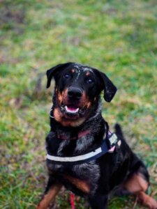 Lire la suite à propos de l’article VOLCAN, Mâle Beauceron né en 2024