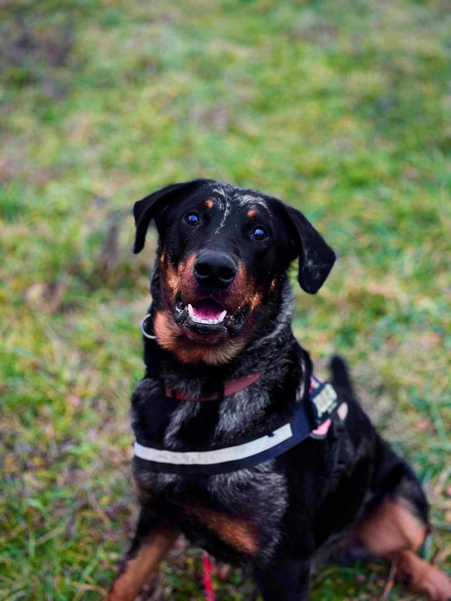 Lire la suite à propos de l’article VOLCAN, Mâle Beauceron né en 2024