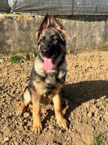 Lire la suite à propos de l’article VICKIE, Femelle Berger Allemand 1 an
