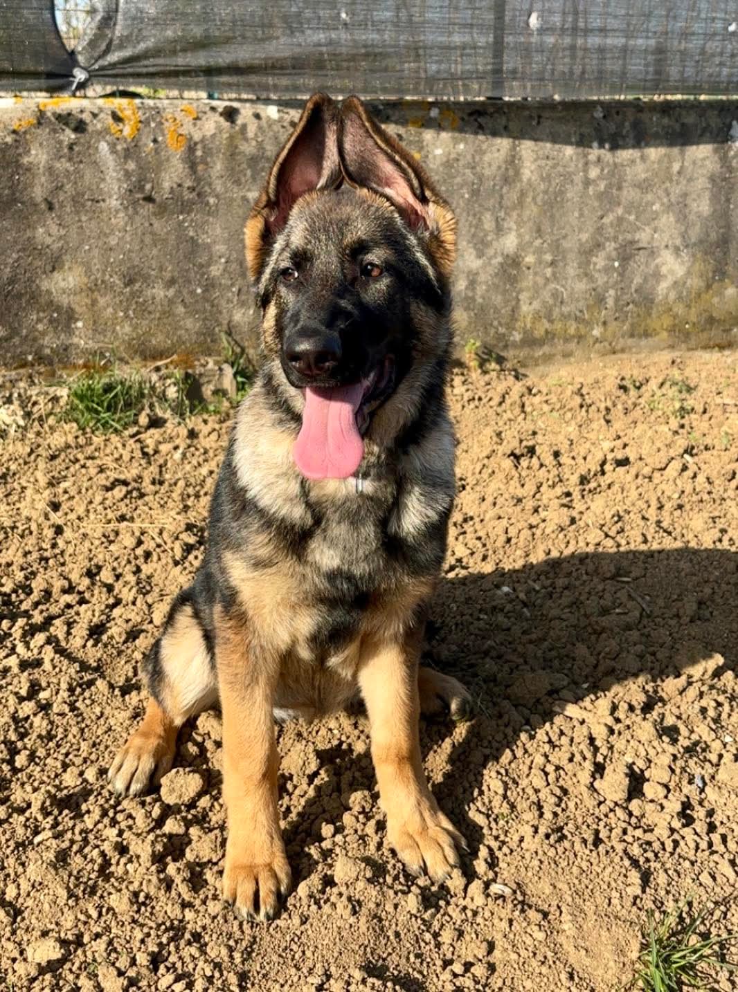 Lire la suite à propos de l’article VICKIE, Femelle Berger Allemand 1 an