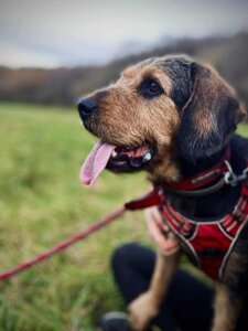 Lire la suite à propos de l’article RITA, femelle croisée Griffon née en 2020