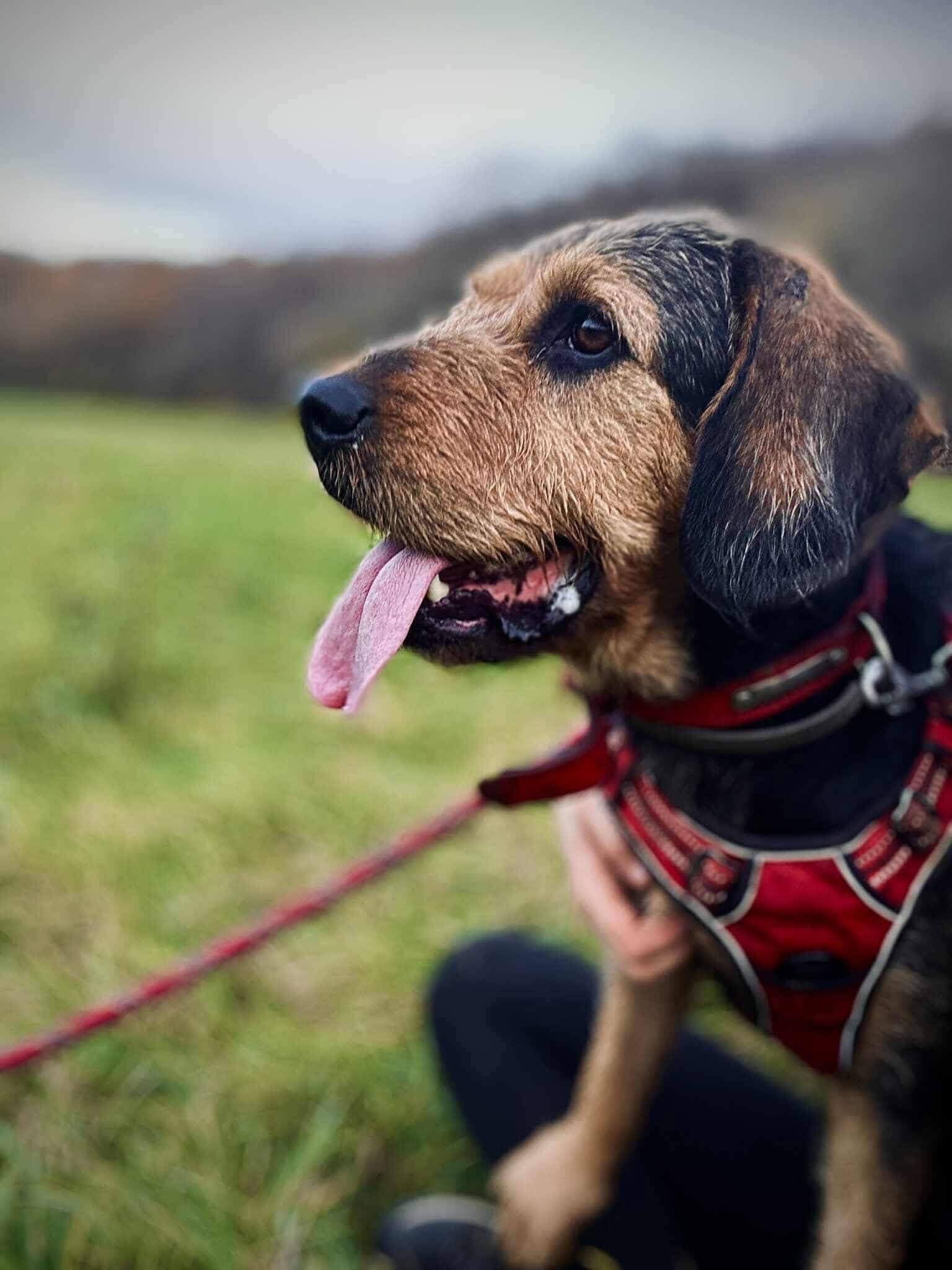 Lire la suite à propos de l’article RITA, femelle croisée Griffon née en 2020