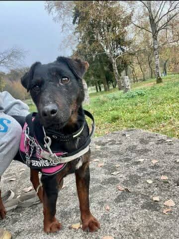 Lire la suite à propos de l’article MAX, mâle Jagd Terrier né en 2020