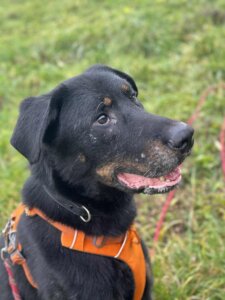 Lire la suite à propos de l’article RIKO, mâle Beauceron né en 2020