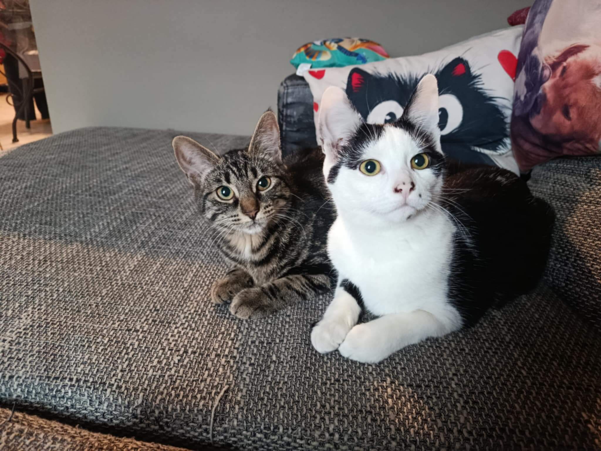 Lire la suite à propos de l’article KARADOC et BASTET, mâle noir et blanc, et femelle tigrée, nés début juin