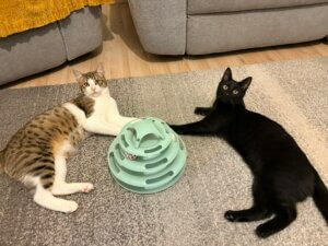 Lire la suite à propos de l’article JINO (Blanc et tigré) & Shadow (noir), nés en Mai 2025