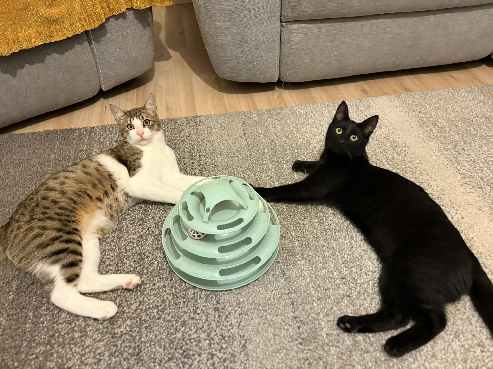 Lire la suite à propos de l’article JINO (Blanc et tigré) & Shadow (noir), nés en Mai 2025