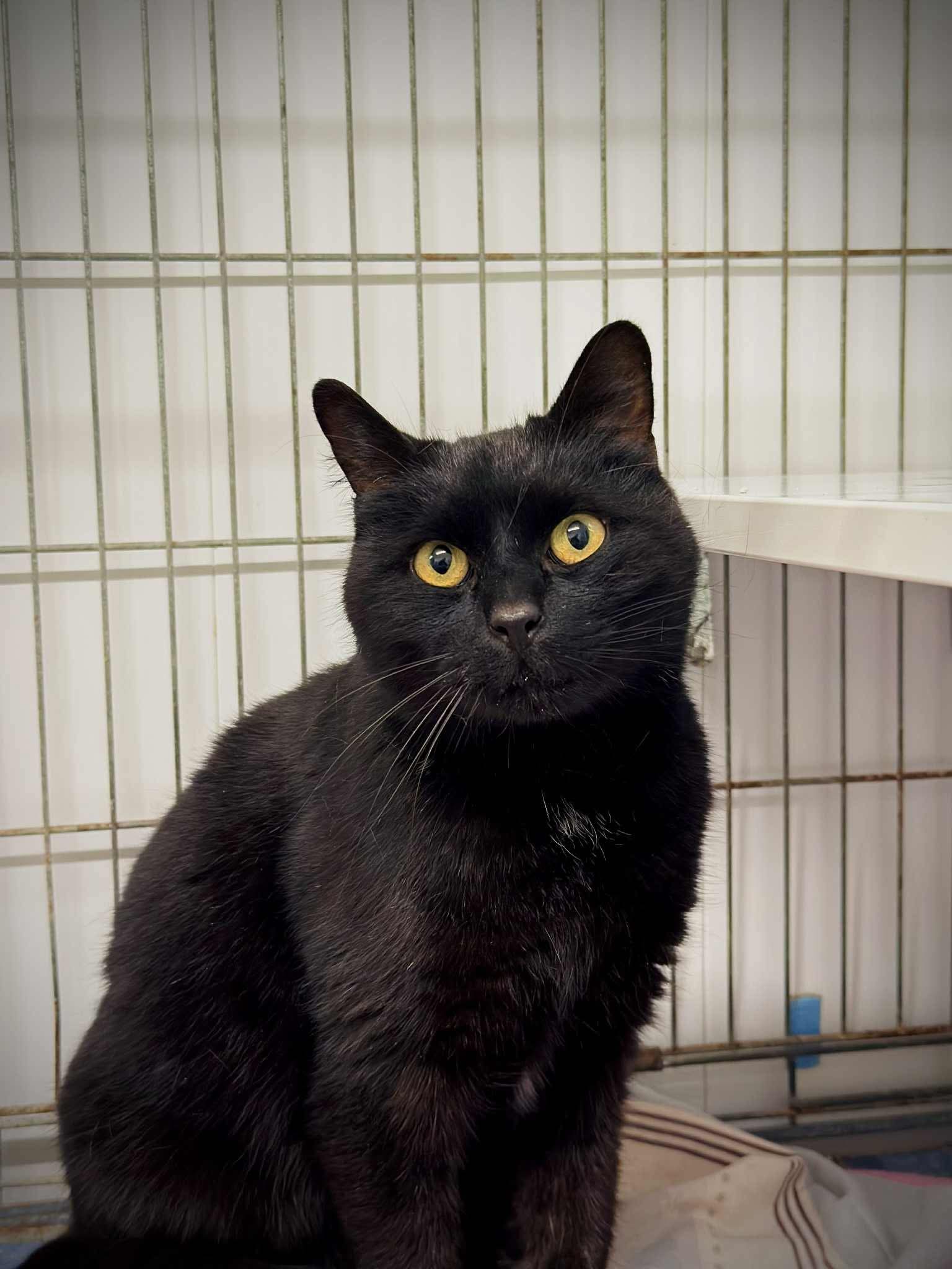 Lire la suite à propos de l’article Blacky, 6 ans, mâle noir