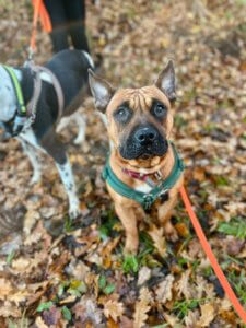 Lire la suite à propos de l’article KAYSA staffy née en novembre 2022