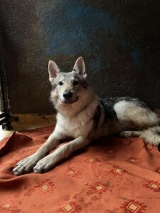 Lire la suite à propos de l’article VALHALLA, chien loup tchékoslovaque – 8 mois