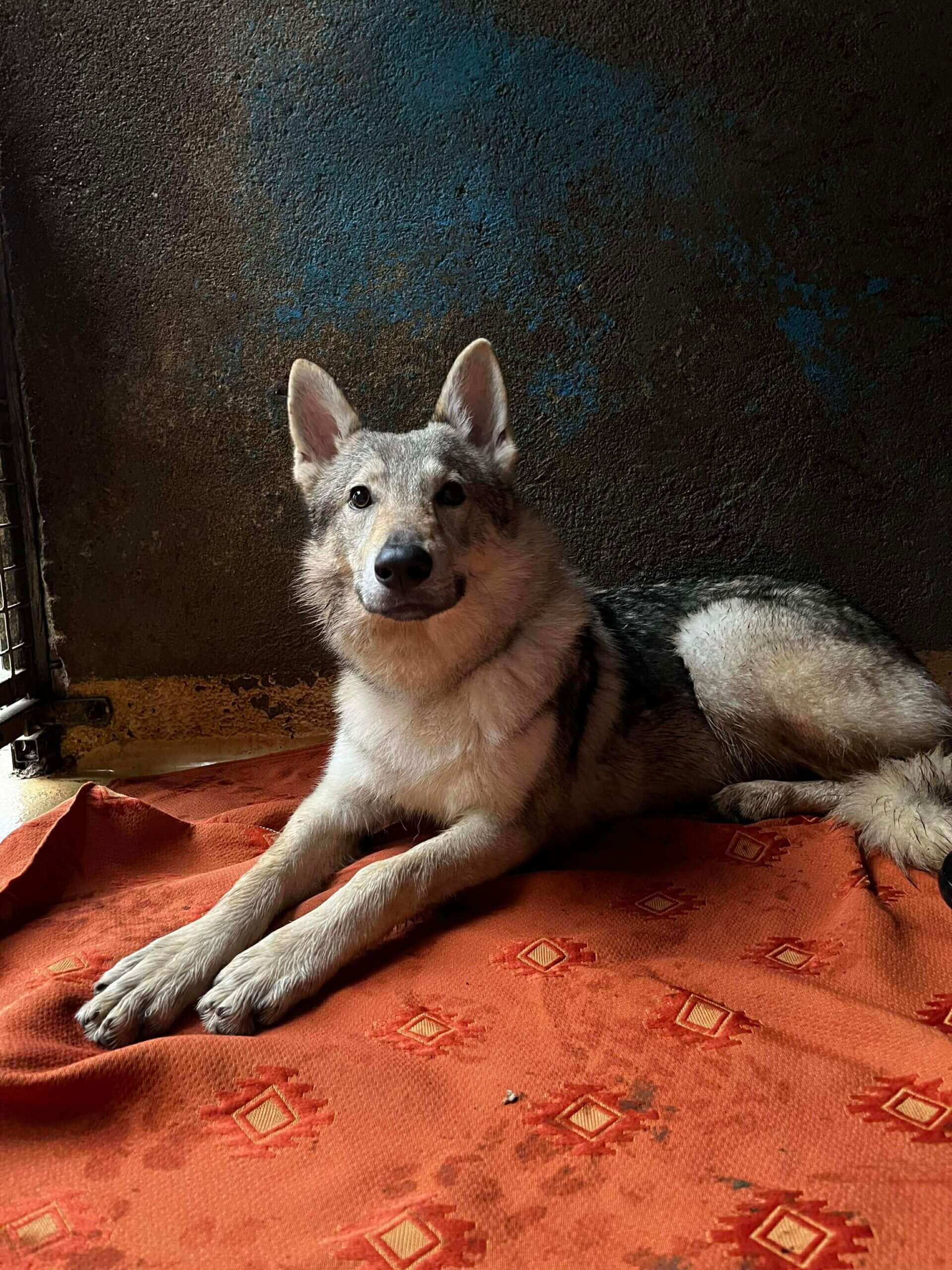 Lire la suite à propos de l’article VALHALLA, chien loup tchékoslovaque – 8 mois