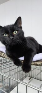 Lire la suite à propos de l’article ACHILLE, né en aout 2024, mâle noir