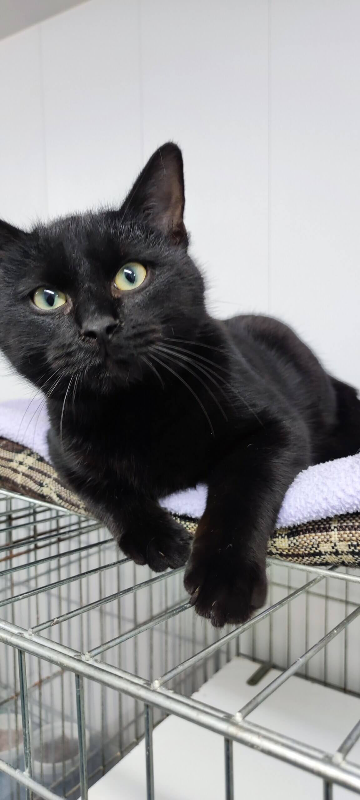 Lire la suite à propos de l’article ACHILLE, né en aout 2024, mâle noir