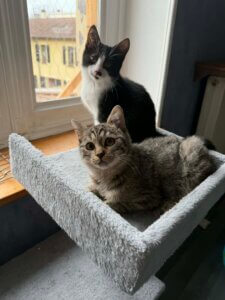 Lire la suite à propos de l’article MIGNONNE, tigrée de 07/2025 et VEGAS, noir et blanc de 08/2025