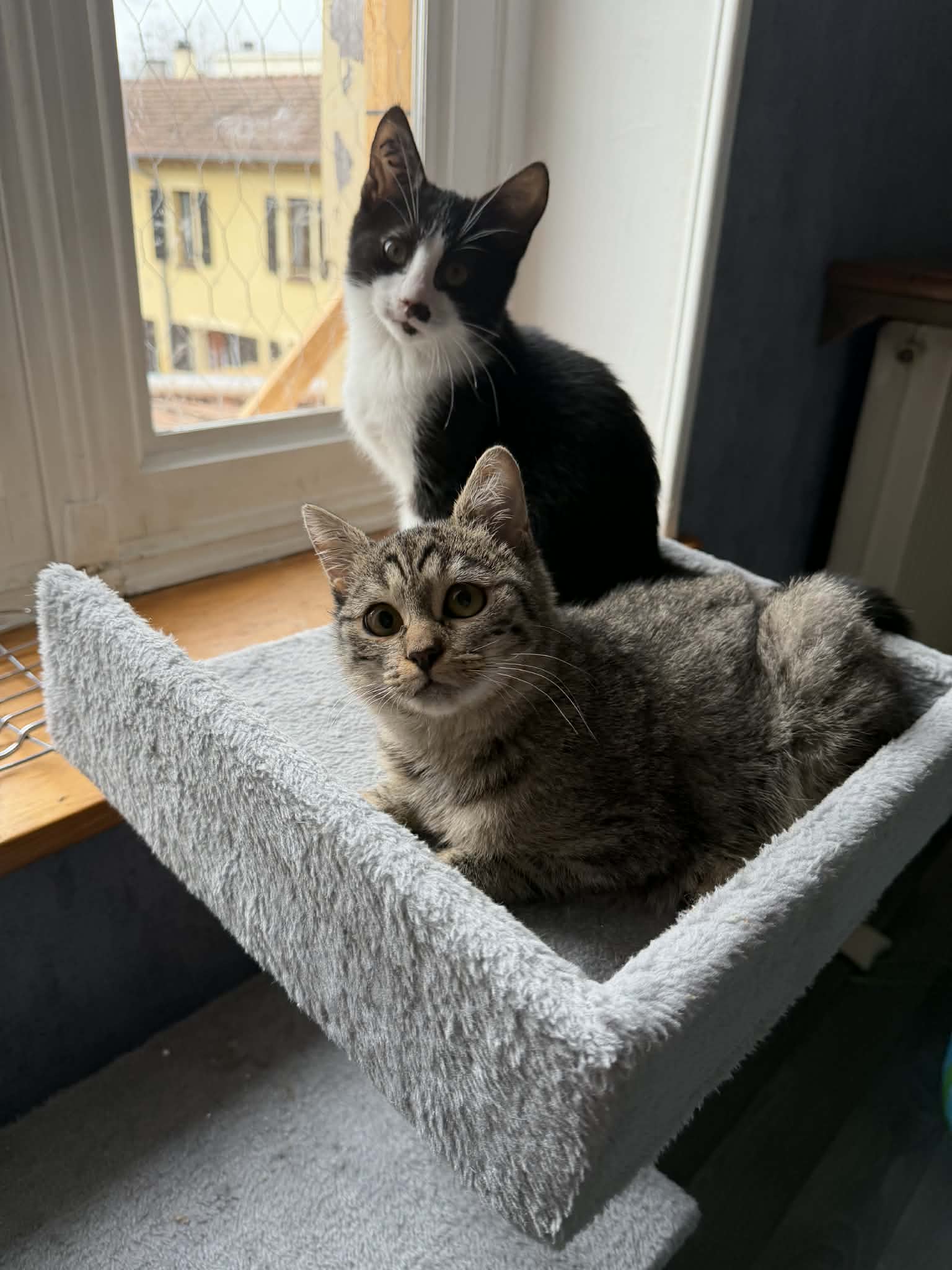 Lire la suite à propos de l’article MIGNONNE, tigrée de 07/2025 et VEGAS, noir et blanc de 08/2025