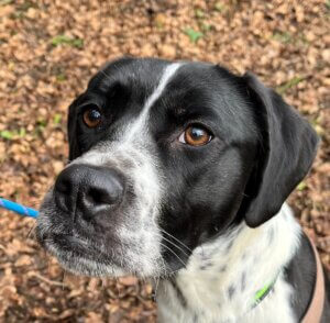 Lire la suite à propos de l’article BELLA – née en Juin 2023