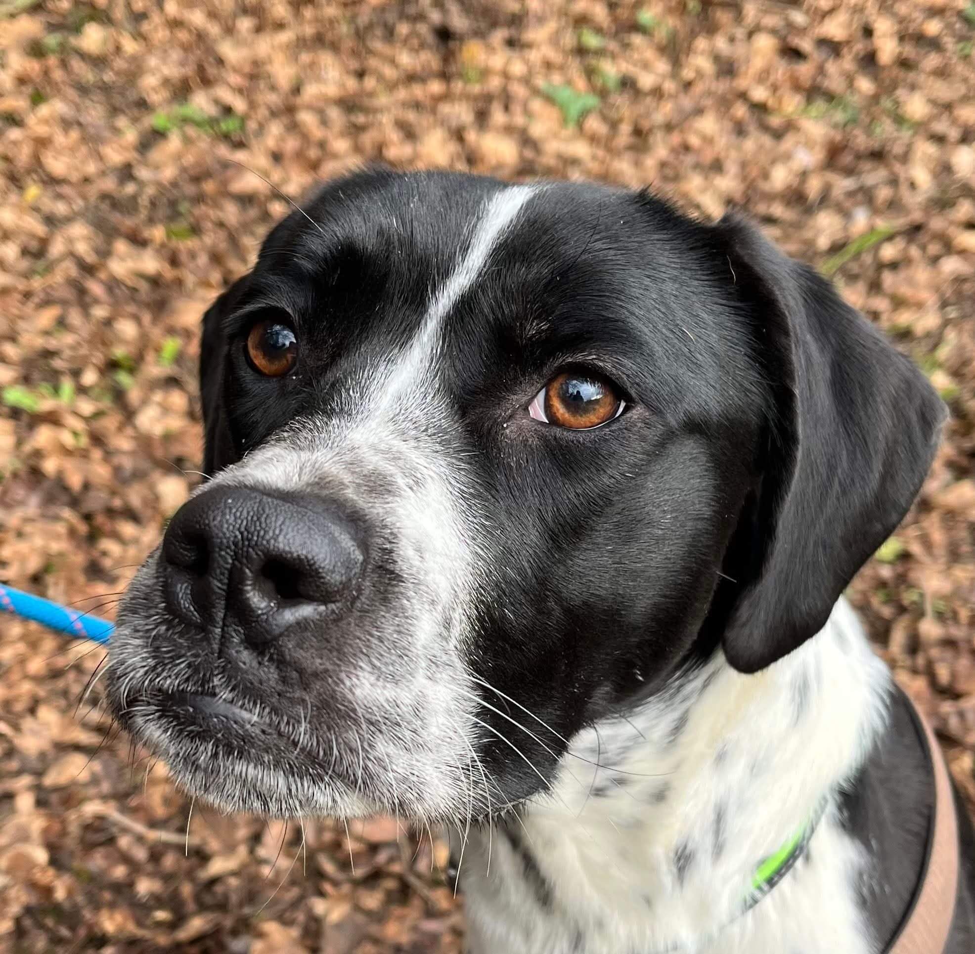 Lire la suite à propos de l’article BELLA – née en Juin 2023