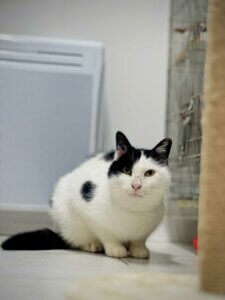 Lire la suite à propos de l’article 🔴 URGENCE ABSOLUE POUR ARTURO – 5 ans et demi🔴