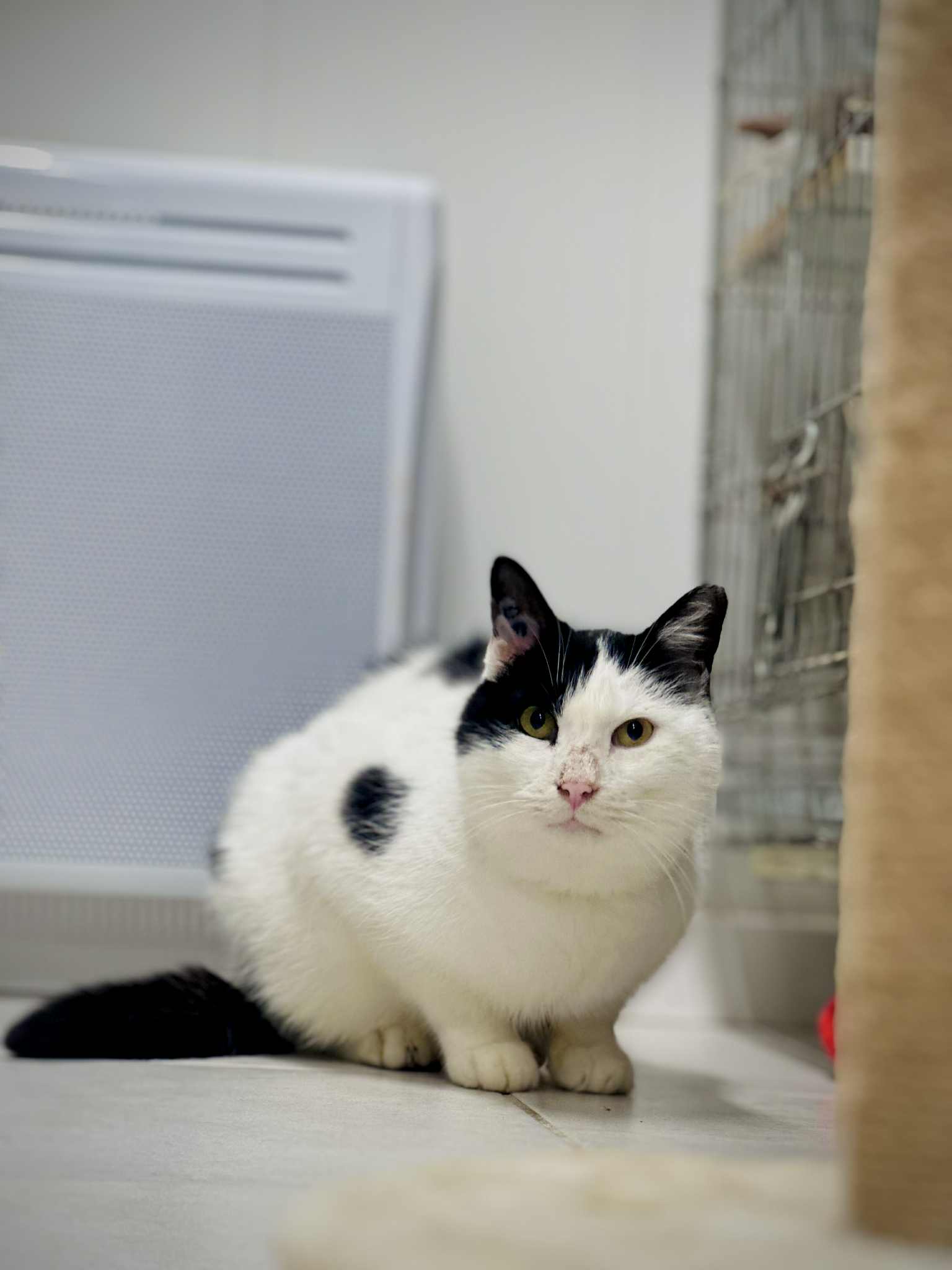 Lire la suite à propos de l’article 🔴 URGENCE ABSOLUE POUR ARTURO – 5 ans et demi🔴